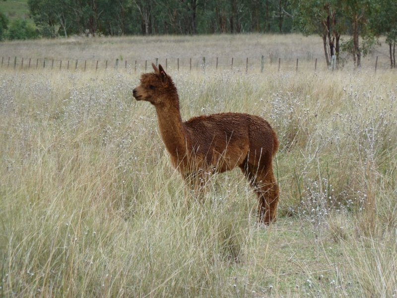 431 alpaca - medium brown
